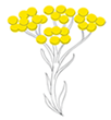 about-image